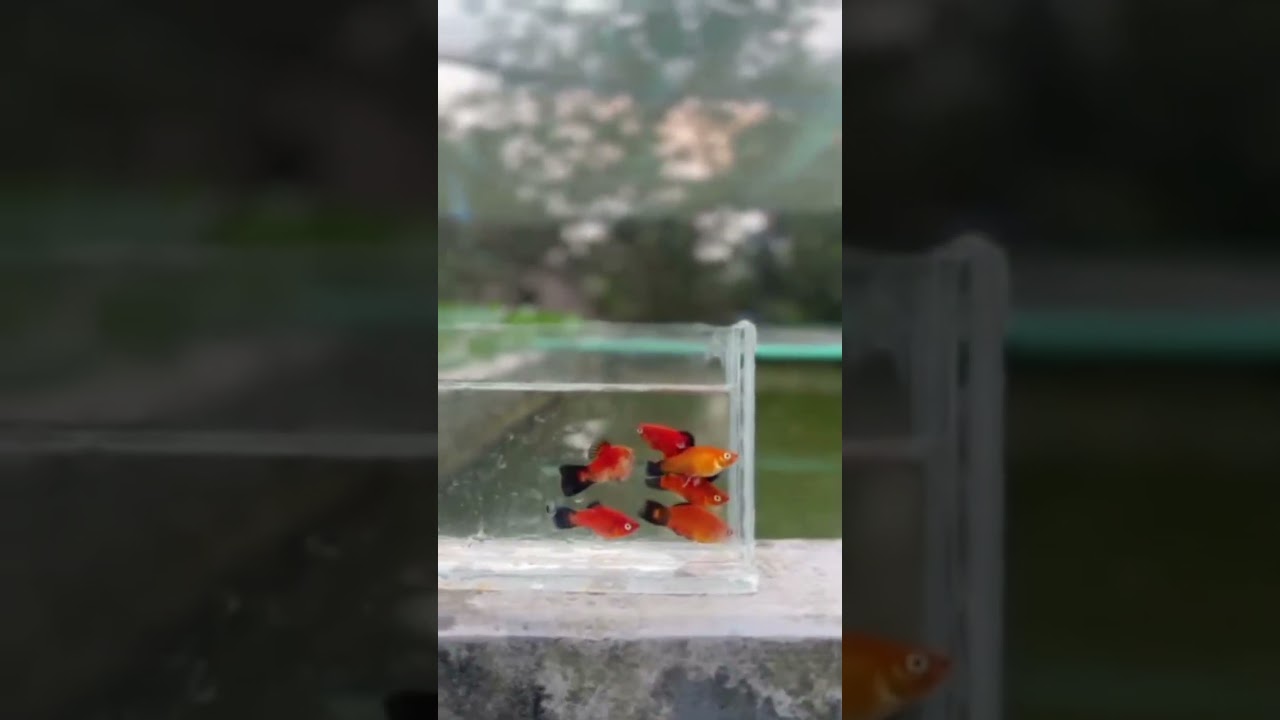 All types of aquatic fish for sale