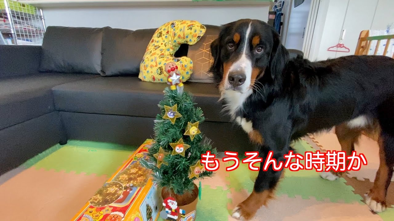 クリスマスツリー】ハーフツリーなるものを子供達と設置する