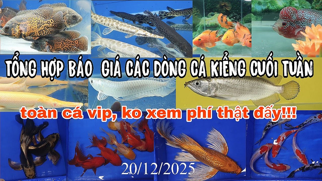 TỔNG HỢP BÁO GIÁ CÁC DÒNG CÁ KIỂNG CUỐI TUẦN 20/12/2025