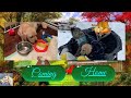 Why We’re Getting Another Puppy and how we picked the breed