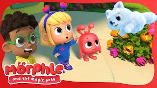 Morphle The Bus | Available on Disney+ and Disney Jr by Moonbug - Kids TV Shows Full Episodes 17,910 views 4 weeks ago 27 minutes