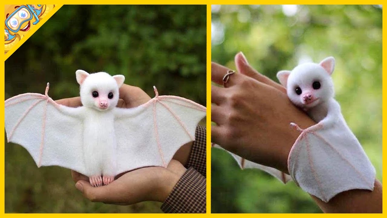 20 Nejpřátelštějších Zvířat Na Světě