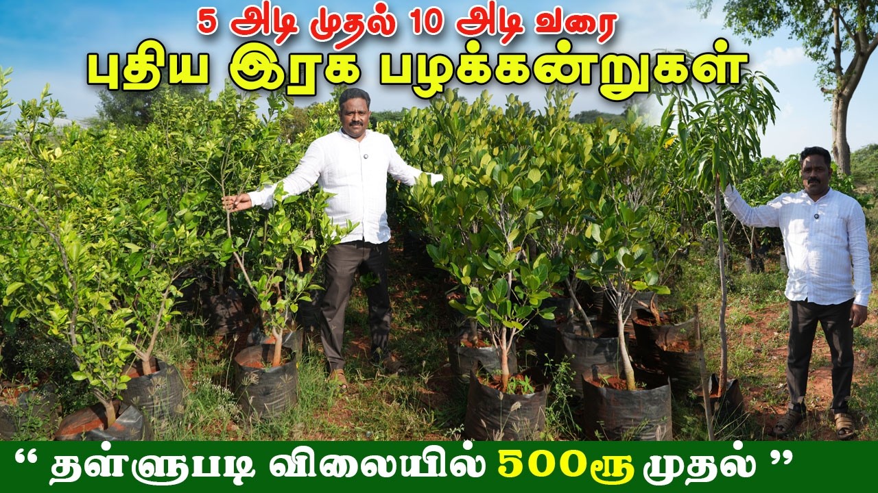 உயரமான பழக்கன்றுகள் மொத்த விற்பனை தள்ளுபடி விலையில்! #fruitplantnursery #wholesaleplants