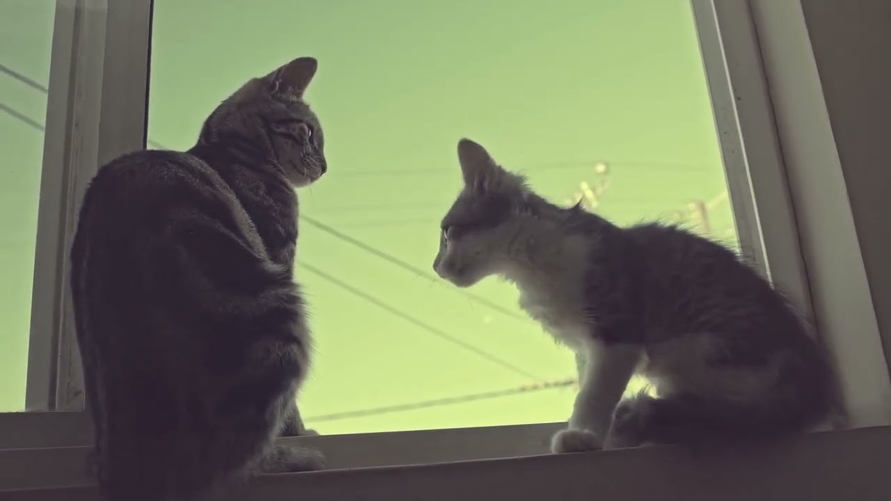 3 feet please 🐾🐾🐾🐾🐾