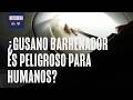 ¿El gusano barrenador en EEUU también es una amenaza para humanos?