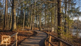Meditative Woodland Walk | Maine Dawn at Rachel Carson Trail