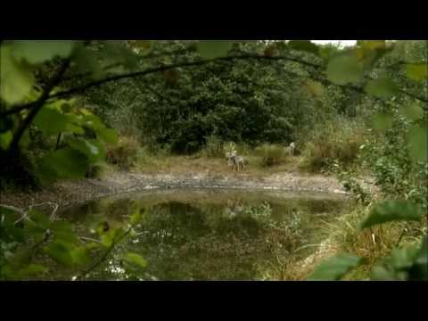 Чернобыль дахь цацраг идэвхт чононууд баримтат кино 