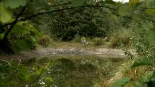 картинка: Чернобыль дахь цацраг идэвхт чононууд баримтат кино