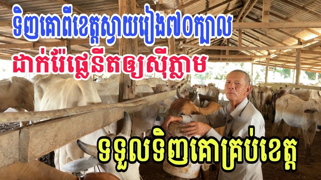ទិញគោពីខេត្តស្វាយរៀង៧០ក្បាល ដាក់ឲ្យស៊ីភ្លាម /ទទួលទិញគោគ្រប់ខេត្ត