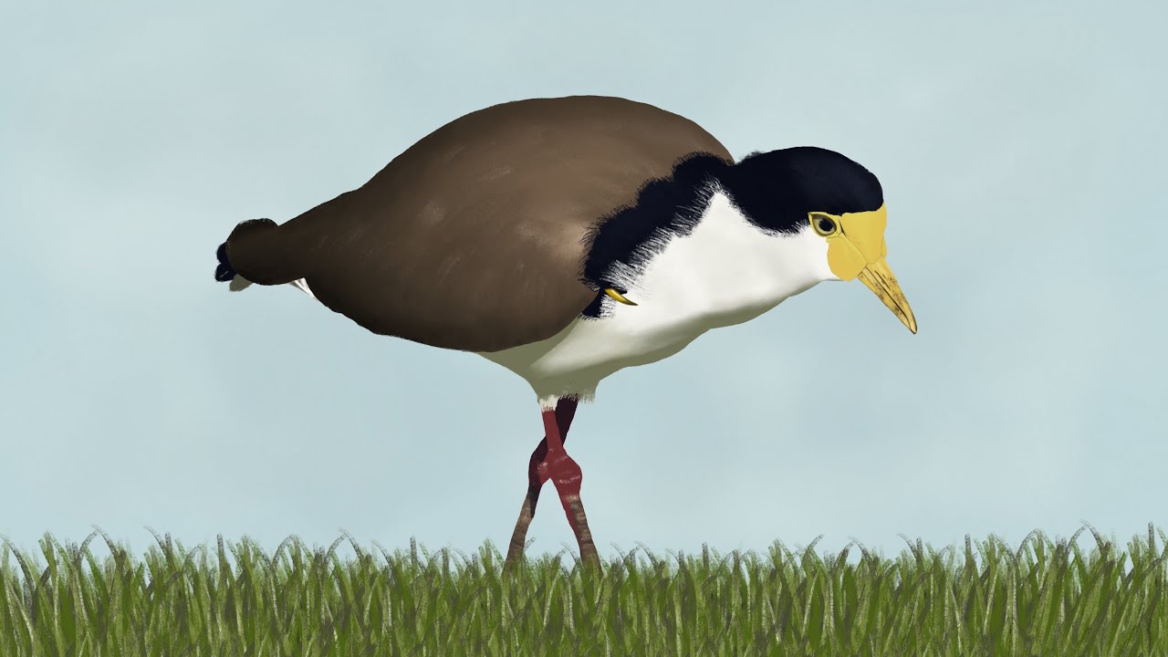 Birdtober 2025 #19 - Masked Lapwing