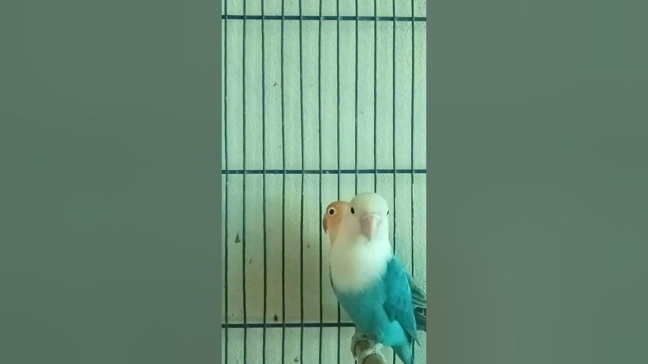 New Expensive Lovebirds 🦜🦜 YouTube