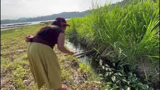 CHANA LIMBATA | IT TURNS OUT THAT THIS IS THE NEST OF THE CHANA LIMBATA FISH, A FISH THAT WAS VIR...