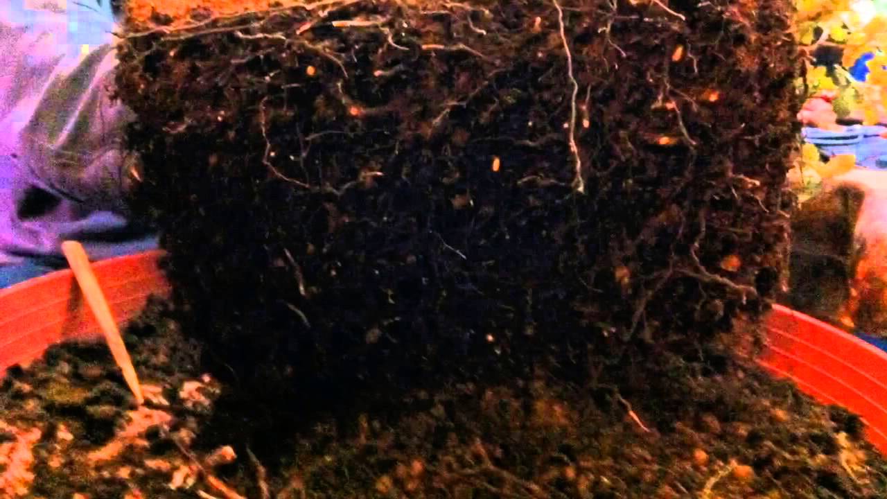 Transplante bonsai Ibiza Eivissa, Encina