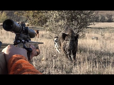 ADRENALİN YÜKLÜ MÜKEMMEL YABAN DOMUZU AVI - FULL ADRENALIN BEST WILD BOAR HUNTING- HOG-  domuz avı