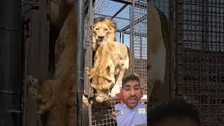 #zoo #lion #animals #bigcat #wildlife #fun #animal #trendingshorts #trending #shortvideo #shorts