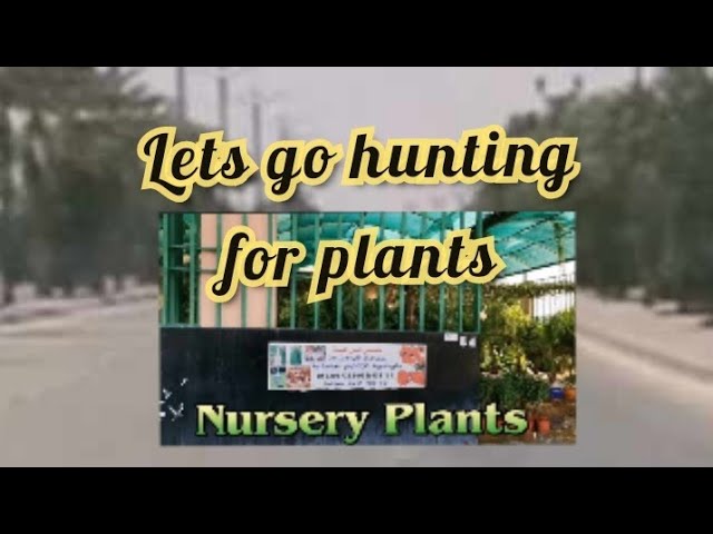 Nursery Plant in Layla City #family #foryou  #plants