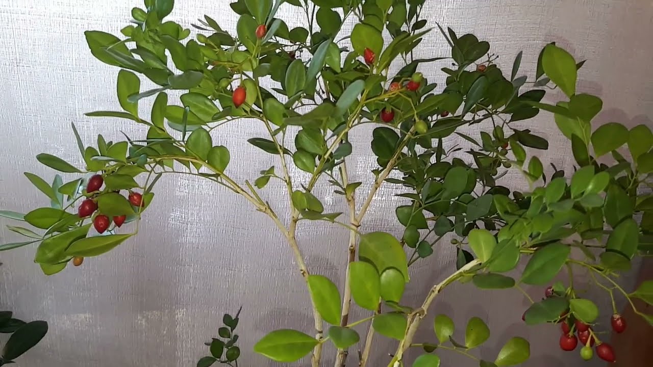 #오렌지자스민/열매관리/키우는방법