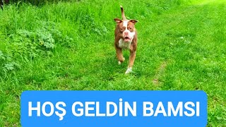 YENİ BULLDOG'UM BAMSI.ESKİ İNGİLİZ BULLDOG.