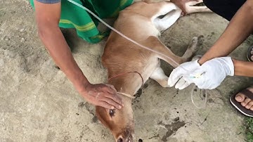 Saline Injection to a calf , IV infusion