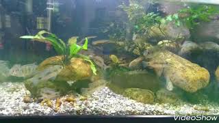 【アクアリウム】休日の水換え 最強の苔取りスクレイパー