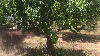 Spreading Compost In Our Fruit Orchard