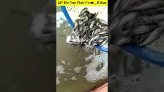 Fish Farming In Bihar, Fish Seed Stocking In Biofloc, Fish Farming #shorts 8380897661