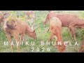 Mayiku Bhunela 2026