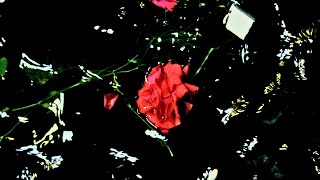 Udyaner Jazz - Nivaniya (Official Music Video) | Madagascar Tobacco International