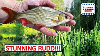 Rudd Fishing a Woodland Lake