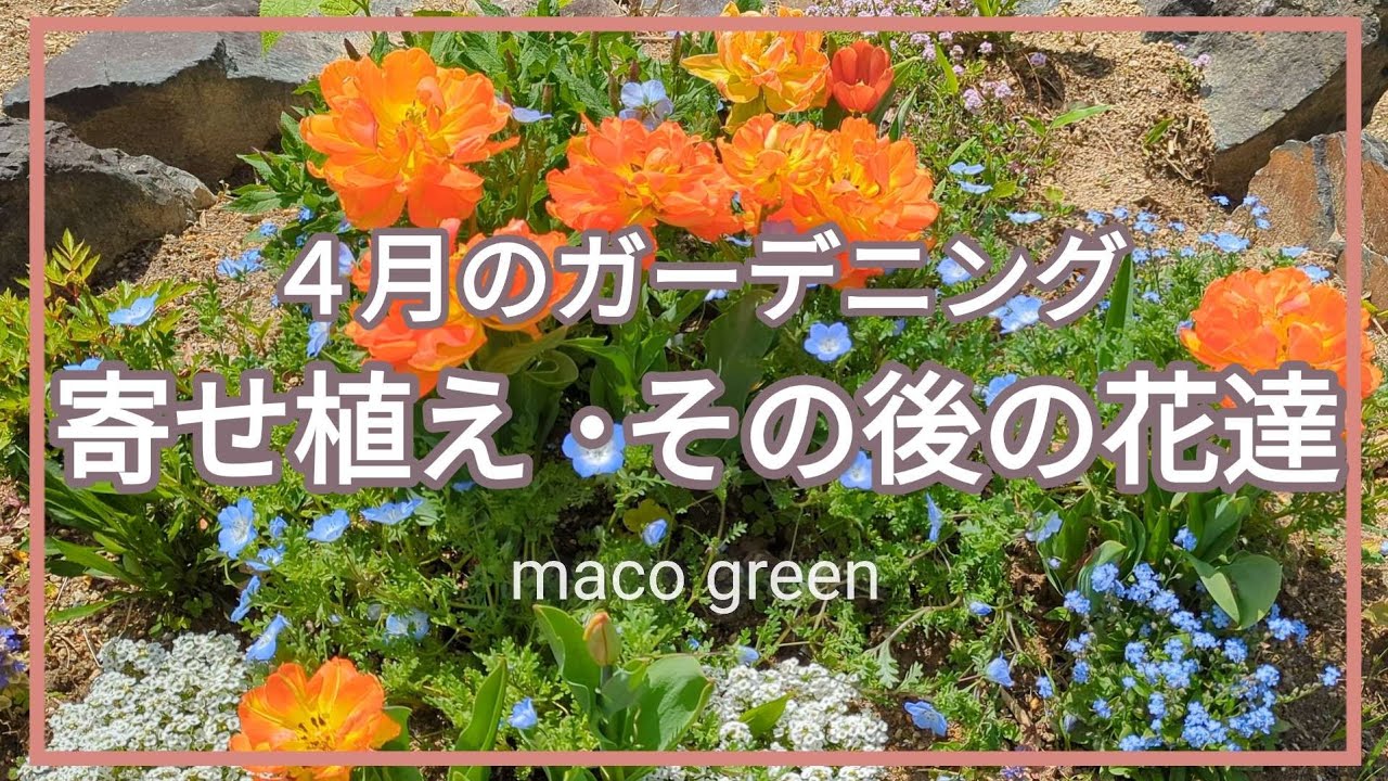 ガーデニング】白花寄せ植え/庭の花達のその後/八重のチューリップ