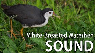 WhiteBreasted Waterhen Bird Sound