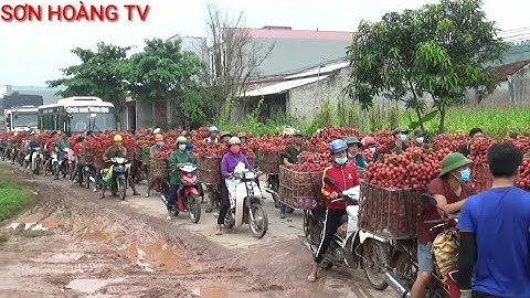 vải thiều lục ngạn cận cảnh tắc đường tại ngã Ba Đồng cốc vải thanh hà nhuộm đỏ đường