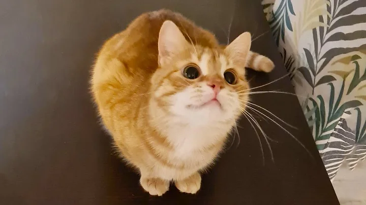 You Laugh, You Lose! 🤣 Funny Cat Videos 2025 😹 Part 48