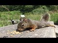 Squirrel and Birds - Video for Cats and Dogs