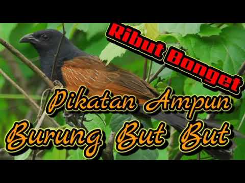 SUARA PIKATAN BURUNG BUT BUT GACOR ll di jamin jitu dan sangat ampuh untuk pikatan