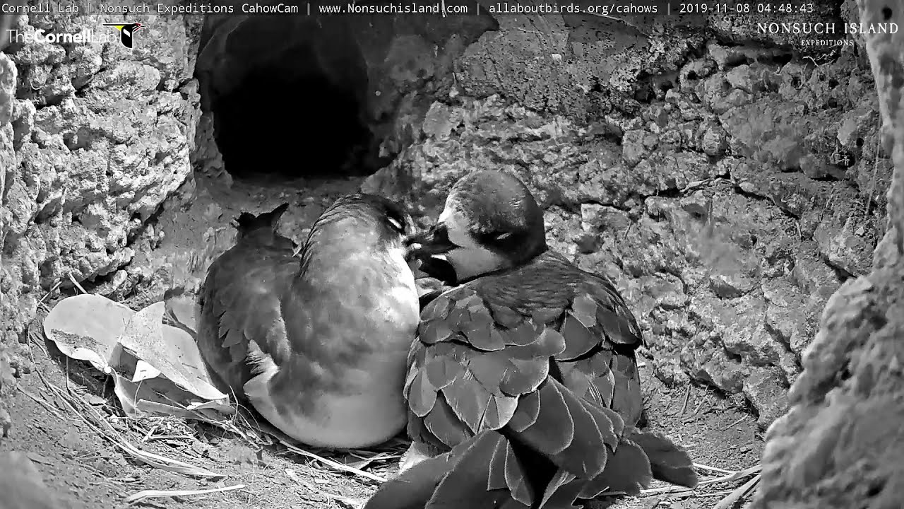 Bermuda Petrels Preen And Cuddle In Nesting Burrow – Nov. 8, 2019 