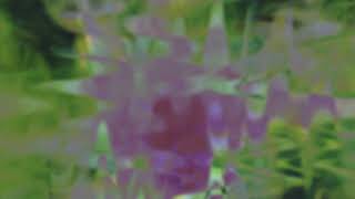 The Field - 333 706
