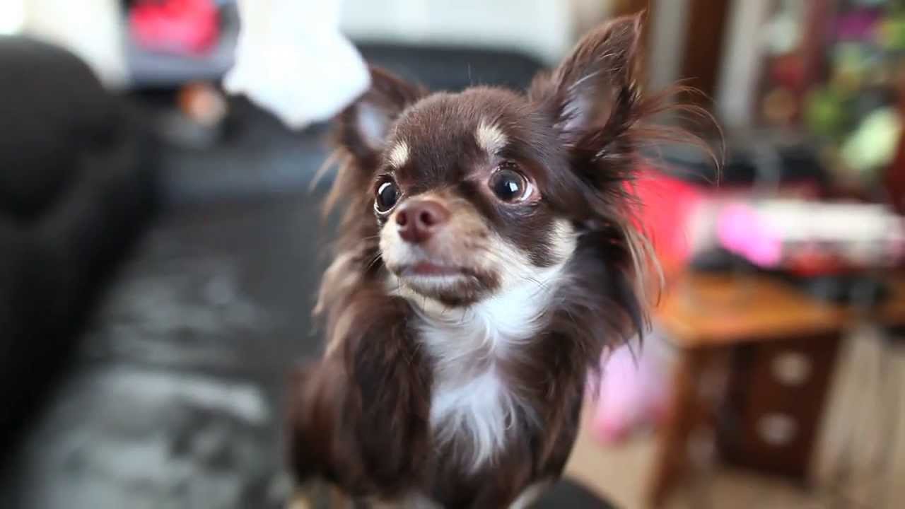 cute fluffy chihuahua