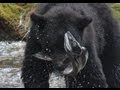 Black Bear Fishing Great Bear Rainforest