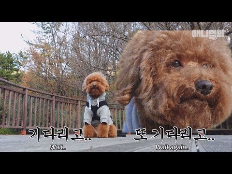 &amp;quot; ㅣ How <strong>Long</strong> Can Your <strong>Dog</strong> Wait For You?