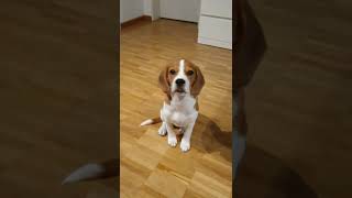 Beagle mit Selbstbeherrschung