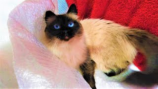 Bubble Wrap Challenge! The Cat Tries to Catch the Toy Through the Bubble Wrap!