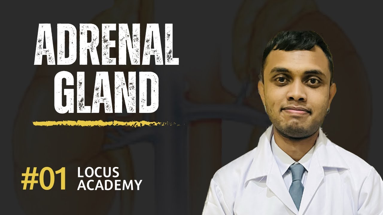 Adrenal Gland NEET Biology YouTube