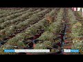 Horticulture  un couple spcialiste des plantes grasses  rouffignac