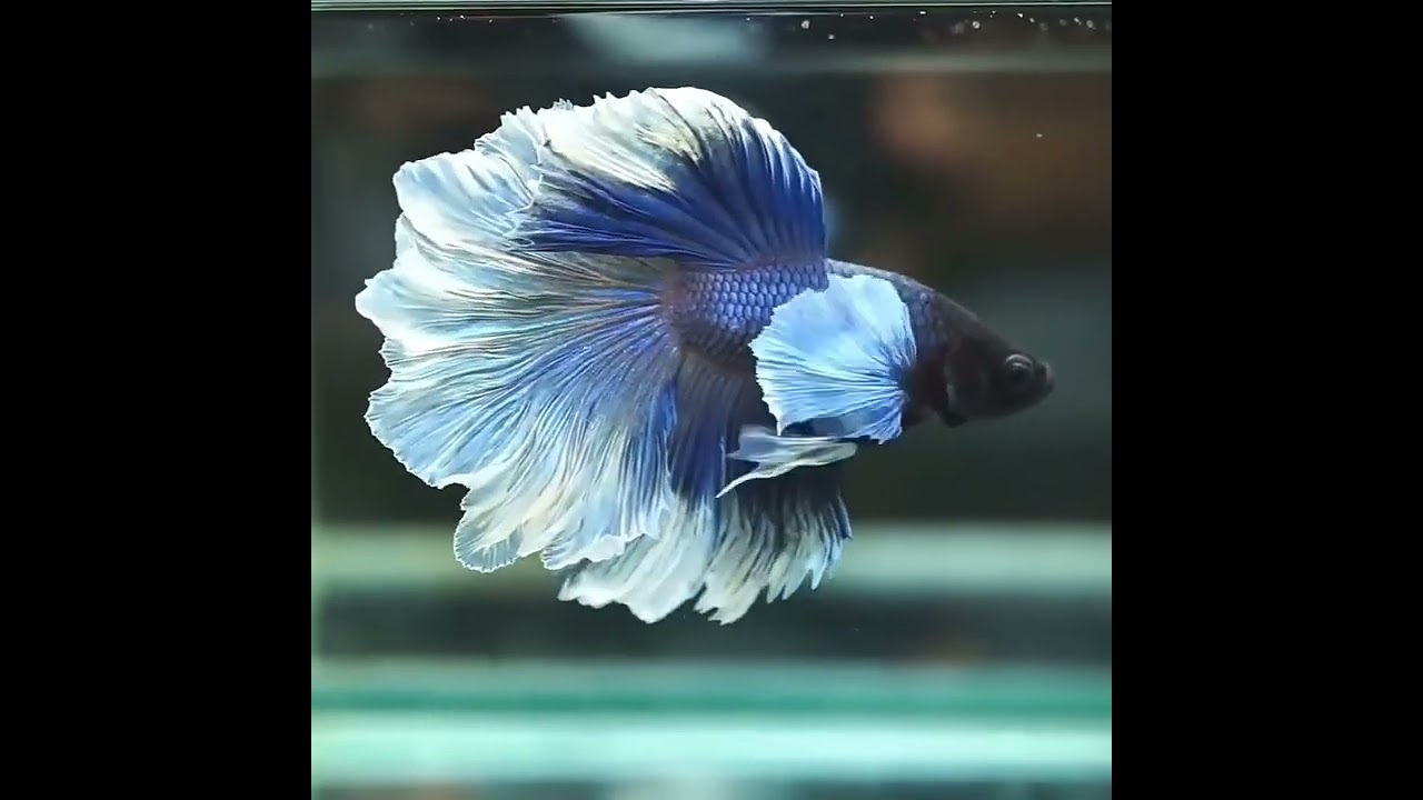Aquarium Fish||Veil Tail Fish||Beautiful Goldfish breed Video||