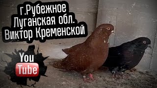 Николаевские голуби Виктора Кременского г.Рубежное Луганская обл. Сентябрь 2023