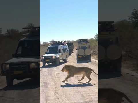 Video: Etosha rahvuspark: täielik juhend