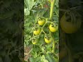 Pruning tomatoes 🍅 #tomato #farming #garden