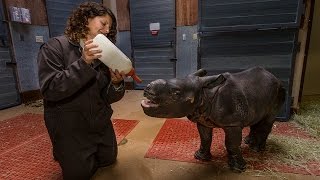 Big Bottle for Big Baby Rhino