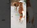 お父さんはよそ者？ #柴犬さん #柴犬 #柴犬大好き #柴犬レオ #柴犬親子